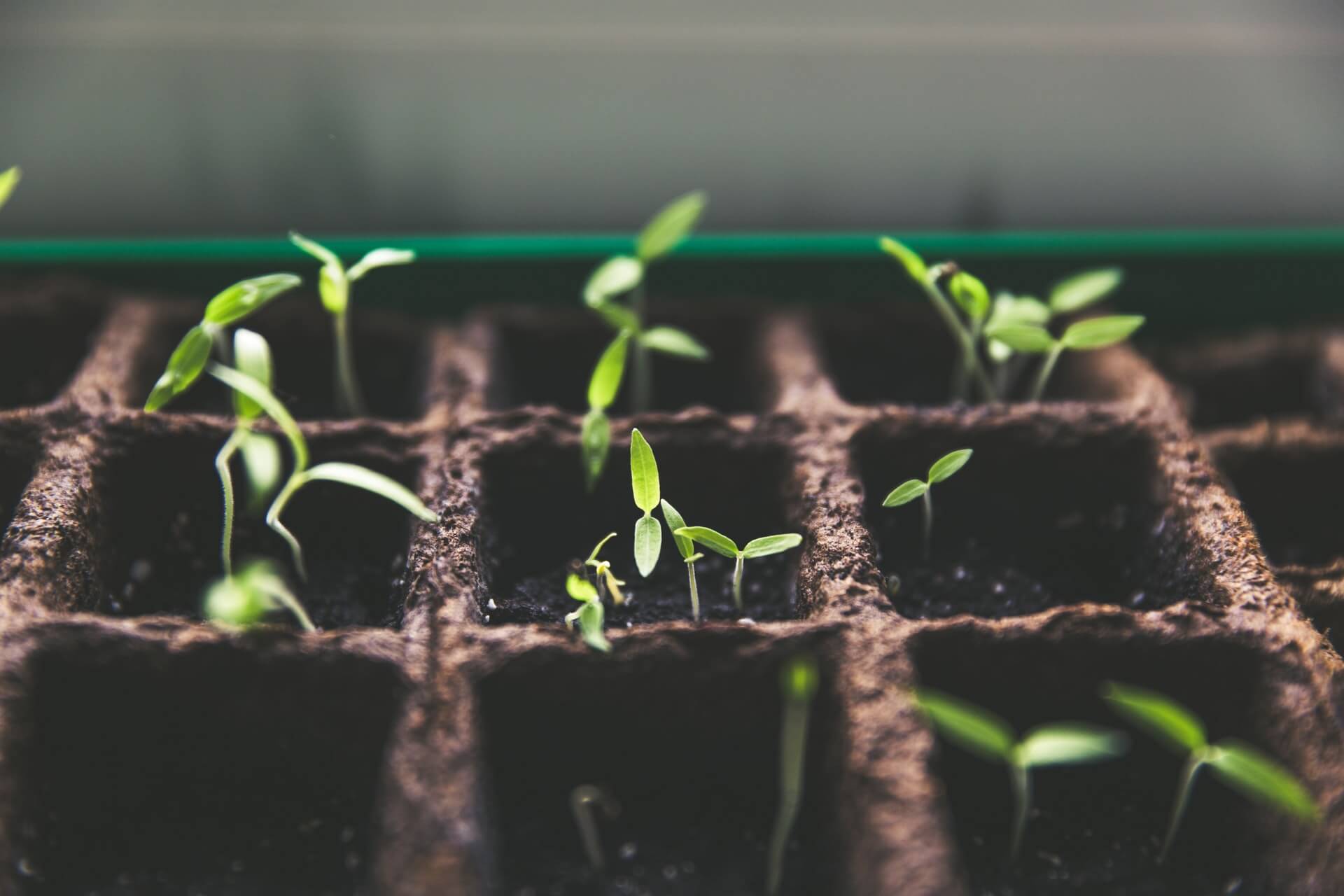 Plants sprouting out of soil.